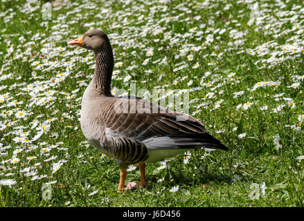 Oie cendrée sur l'herbe d'une prairie au printemps Banque D'Images