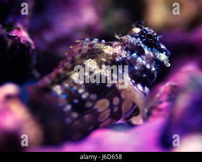 Paysage macro Close up shot d'un poisson ou d'algues marines tondeuse blennies blennies perché sur certains rock (Salarias fasciatus) Banque D'Images