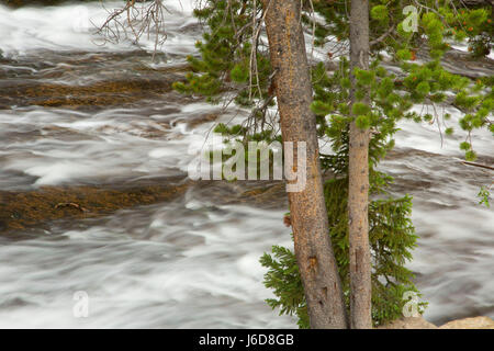 Au Virginia Pine Cascades, le Parc National de Yellowstone, Wyoming Banque D'Images