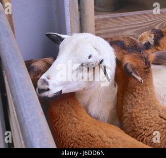 Gros plan des moutons du Cameroun à Taiwan Banque D'Images