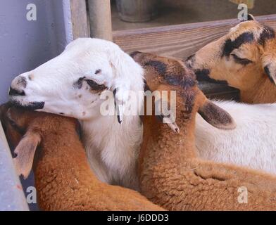 Gros plan des moutons du Cameroun à Taiwan Banque D'Images