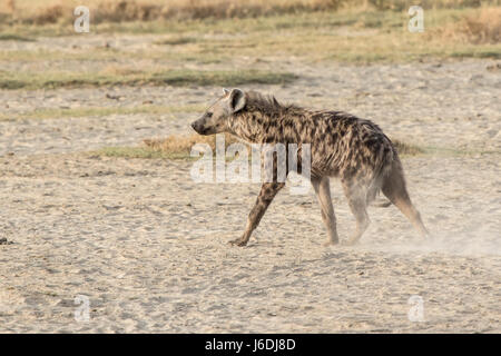 L'hyène tachetée marche sur savannah séché en saison sèche Banque D'Images