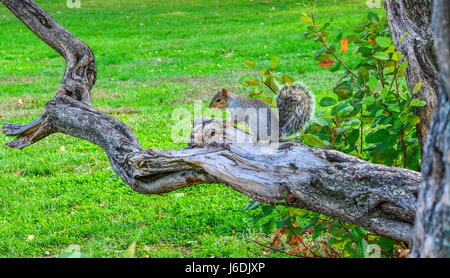 Jeune écureuil sur une branche d'arbre qui pose pour un portrait Banque D'Images