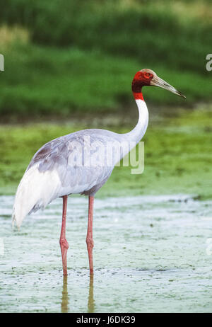 Grue Sarus, Grus antigone, Parc national du Ghana Keoladeo, Bharatpur, Rajasthan, Inde Banque D'Images