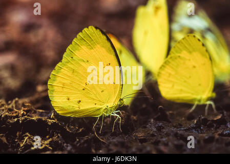 Papillon jaune herbe commune Oriental, Eurema hécube hécube, parc national de Keoladeo Ghana, Bharatpur, Rajasthan, Inde Banque D'Images