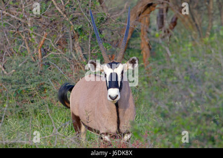 Ou gemsbuck gemsbok (Oryx gazella) Banque D'Images