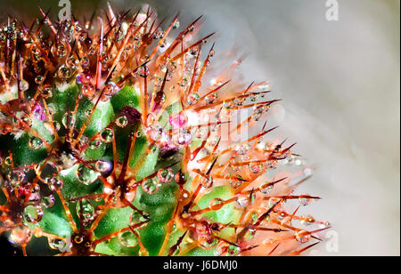 Des gouttes de pluie sur cactus vert Banque D'Images