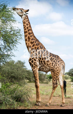 Girafe mâle mangeant du sommet de l'arbre dans le parc national Kruger, Afrique du Sud Banque D'Images