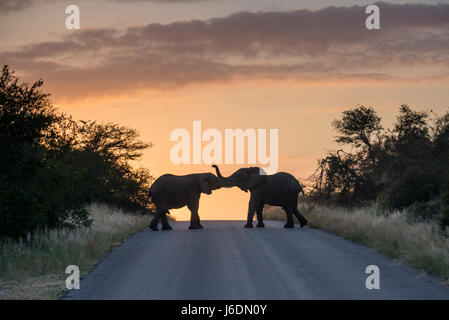 Deux éléphants d'un grand troupeau de pause sur la route au lever du soleil, dans le parc national Kruger, Afrique du Sud Banque D'Images