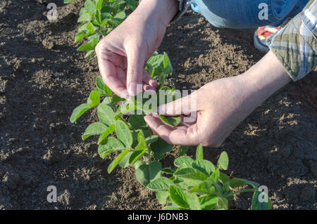 Les farmer's hands en champ de soya, l'examen de l'usine. Concept de l'agriculture. Banque D'Images