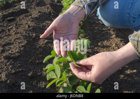 Les farmer's hands en champ de soya, l'examen de l'usine. Concept de l'agriculture. Banque D'Images