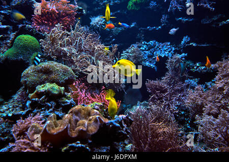 Belle et magnifique monde sous-marin avec les coraux et les poissons Banque D'Images