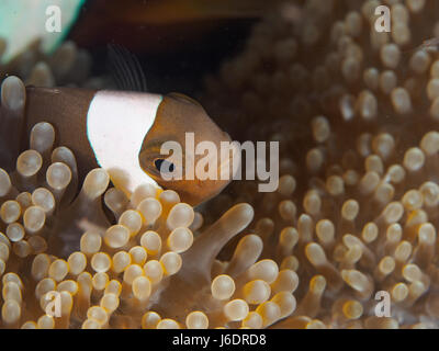 Poisson Clown Anémone dans Banque D'Images