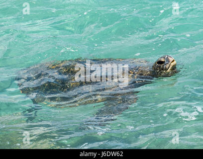 Une tortue de mer verte piscine de la côte de Maui. Hawaï Banque D'Images