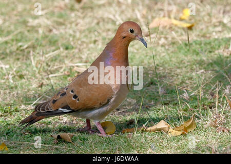 Zenaida auriculata eared dove (adultes) marcher sur l'ombre de l'arbre sur la végétation courte, la Barbade Banque D'Images