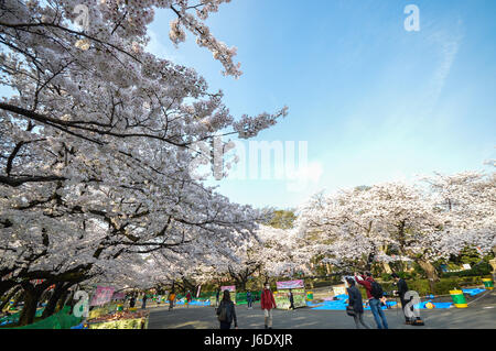 Tokyo, Japon - 2 Avril 2014 : le parc Ueno, grand parc public dans le quartier de Ueno, Tokyo. Cherry Blossom est au printemps de l'événement Banque D'Images