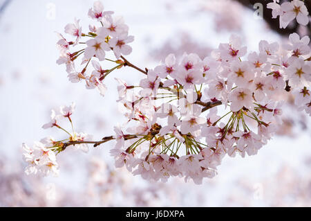 Tokyo, Japon - 2 Avril 2014 : le parc Ueno, grand parc public dans le quartier de Ueno, Tokyo. Cherry Blossom est au printemps de l'événement Banque D'Images
