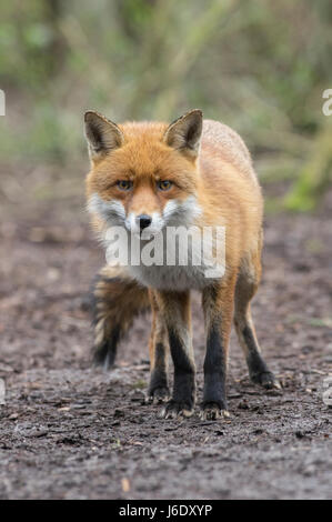 Fox sur le marbre Banque D'Images