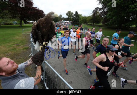 Glissières de passer arracher une queue blanc l'aigle de mer lors du premier Marathon de Stirling à partir de Blair Drummond Safari Park, sur un itinéraire qui prend la 6500 entrants via Dunblane et le pont d'Allan, avant de finir au château de Stirling. Banque D'Images