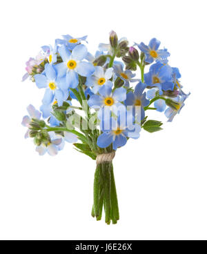 Petit bouquet de Myosotis isolé sur fond blanc. Banque D'Images