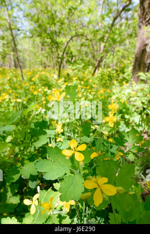 Chelidonium jaune fleurs au bord de la forêt Banque D'Images