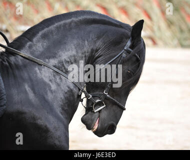 Jetblack basané noir cheval étalon noir profond belles cavalières beauteously Banque D'Images