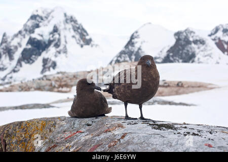 Skua antarctique , Stercorarius antarcticus Banque D'Images