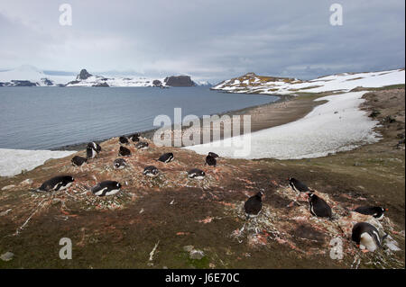 Gentoo pingouin, Pygoscelis papua, Antarctique Banque D'Images