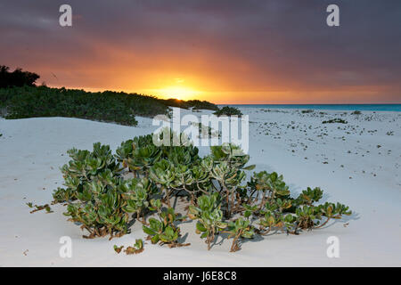 L'atoll de Midway National Wildlife Refuge Banque D'Images