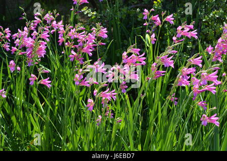 Gladiolus communis, rétro-éclairées Banque D'Images