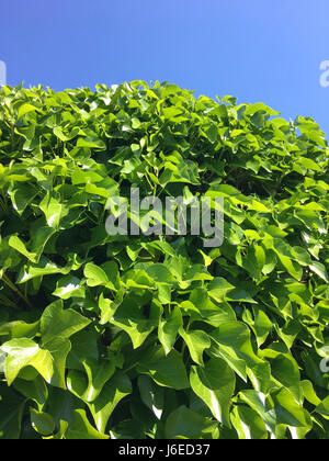 Feuilles de lierre vert frais au printemps Banque D'Images