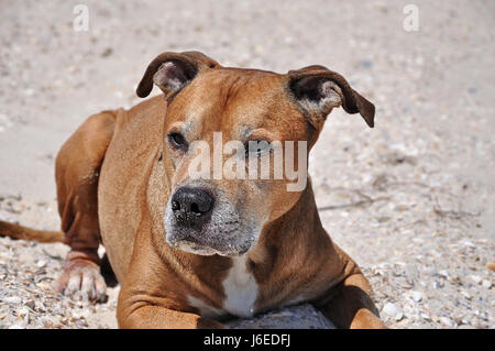 Redhead bull-terrier américain de mine se trouve sur le sable, Close up Banque D'Images