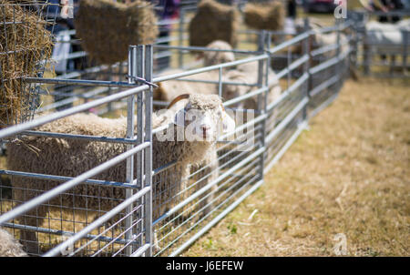 Chèvre Angora en enclos. Banque D'Images