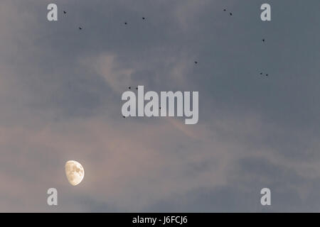 Une demi-lune, partiellement voilé avec des nuages rouges et un troupeau d'oiseaux volant Banque D'Images