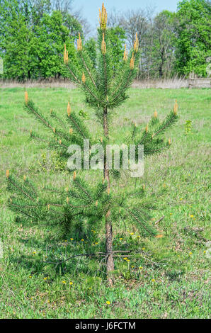 Un petit arbre qui pousse de pin dans un pré herbeux au bord d'une ancienne forêt printemps foliaire Banque D'Images