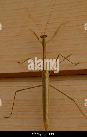 L'insecte le plus long au monde, le stick bug, aka : sauterelle de cricket, Phasmida, phasmatoptera, phasme, cannes de marche, les phasmides, ghost Banque D'Images