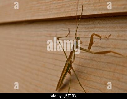 L'insecte le plus long au monde, le stick bug, aka : sauterelle de cricket, Phasmida, phasmatoptera, phasme, cannes de marche, les phasmides, ghost Banque D'Images