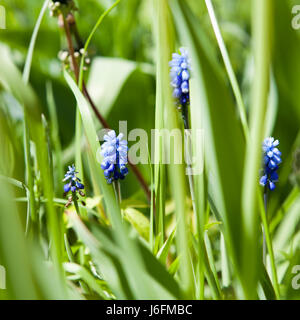 Muscari aucheri 'Blue Magic' , muscaris - Mars Banque D'Images