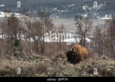 Un bison solitaire marche à travers l'armoise pendant une douche de pluie à Jackson Hole. Parc National de Grand Teton, Wyoming Banque D'Images