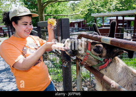 Sevierville Tennessee, Smoky Mountains, Smoky Mountain Deer Farm & Exotic Petting Zoo, renne, femme d'origine hispanique femmes, filles, enfants enfantr Banque D'Images