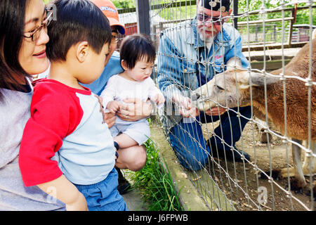 Sevierville Tennessee, Smoky Mountains, Smoky Mountain Deer Farm et exotique Petting Zoo, kangourou, asiatiques immigrants ethniques immigrants minorités, adulte Banque D'Images