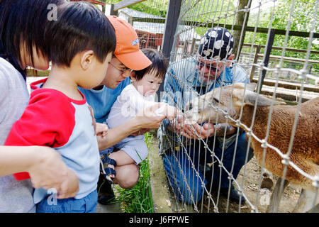 Sevierville Tennessee, Smoky Mountains, Smoky Mountain Deer Farm et exotique Petting Zoo, kangourou, asiatiques immigrants ethniques immigrants minorités, adulte Banque D'Images