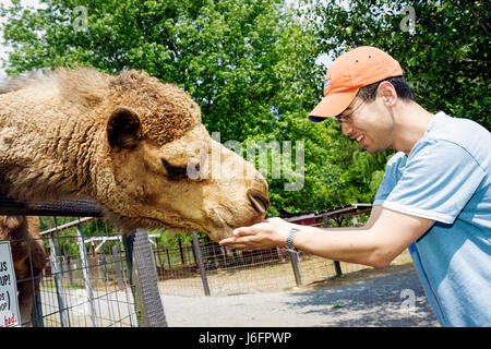 Sevierville Tennessee, Smoky Mountains, Smoky Mountain Deer Farm et exotique Petting Zoo, chameau, Asiatiques immigrants ethniques minorités, hommes Banque D'Images