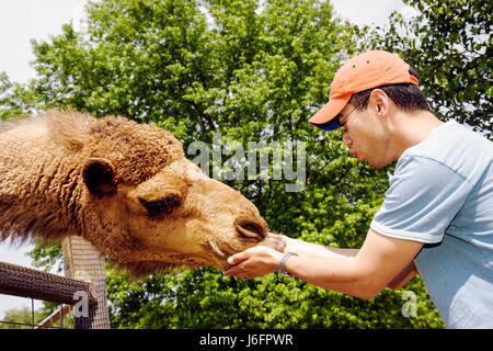 Sevierville Tennessee, Smoky Mountains, Smoky Mountain Deer Farm et exotique Petting Zoo, chameau, Asiatiques immigrants ethniques minorités, hommes Banque D'Images