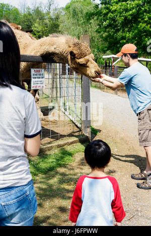 Sevierville Tennessee, Smoky Mountains, Smoky Mountain Deer Farm et exotique Petting Zoo, chameau, Asiatiques immigrants ethniques minorités, hommes Banque D'Images