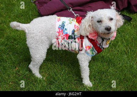 Londres, Royaume-Uni. 21 mai, 2017. Gabby la Bolognese dans son costume floral à l'Inner Temple Garden Dog Show meilleur costume concours floral, partie de la Chelsea Flower Show fringe, célébrant le lien entre un jardinier et chien. Crédit : Paul Brown/Alamy Live News Banque D'Images