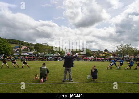 Aberaeron, West Wales, UK. 21 mai, 2017. Pour la première fois, un remorqueur de la guerre a eu lieu dans le compactage bean le carré déposées en Aberaeron préfet et le temps était beau et ensoleillé. Crédit : andrew chittock/Alamy Live News Banque D'Images