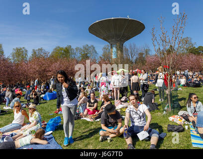 Helsinki, Finlande. 21 mai, 2017. Après le printemps le plus frais de ces 50 dernières années, il y a enfin du soleil et de la température de plus de 20 à Helsinki, avec la foule d'en profiter sans réserve. La 160 cerisiers plantés dans la banlieue de Roihuvuori invite les membres de la communauté japonaise ainsi que d'autres résidents d'Helsinki par milliers pour célébrer la traditionnelle fête Hanami thème. Le château d'eau en forme de champignon est un monument de la banlieue Roihuvuori. Credit : Hannu Mononen/Alamy Live News Banque D'Images