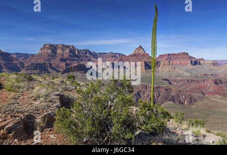 Utah Agave ou Kaibab Century Plant sur le sentier de randonnée Horseshoe Mesa. Paysage pittoresque du parc national du Grand Canyon, Sunny Day Arizona États-Unis Banque D'Images