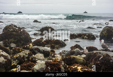 Mouettes reposant sur des roches couvertes d'algues marines, sur la côte de Californie, comme des vagues en rouleaux sur un endroit frais et nuageux journée d'hiver. Banque D'Images